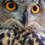 Eurasian Eagle Owl - V