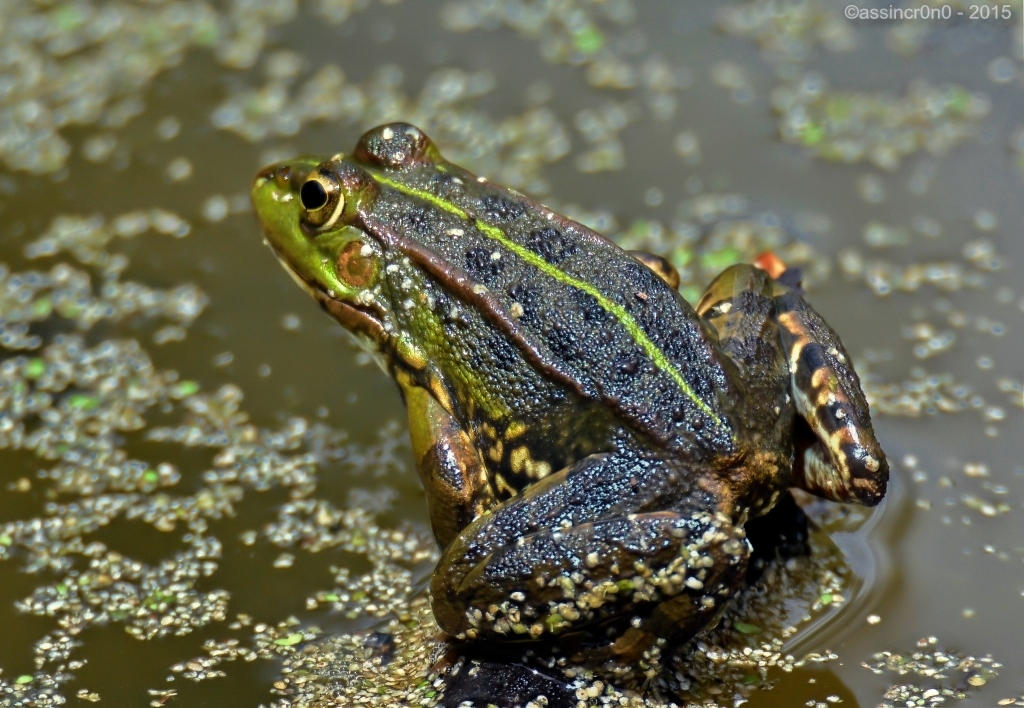 Rana Saltana by assincr0n0 on DeviantArt