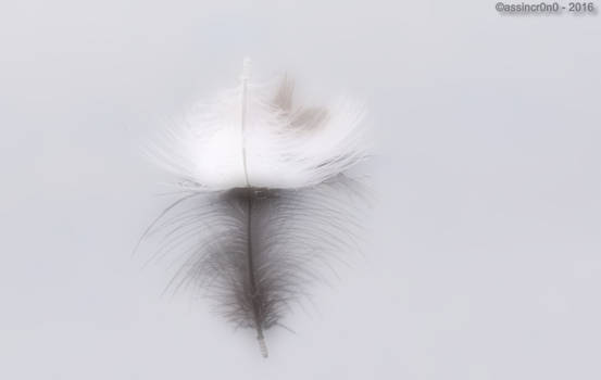 Feathers in the wather  (reflection) - 2