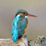 King Fisher day - 2