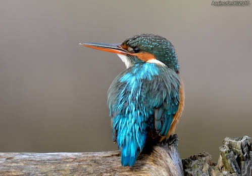 King Fisher day - 4