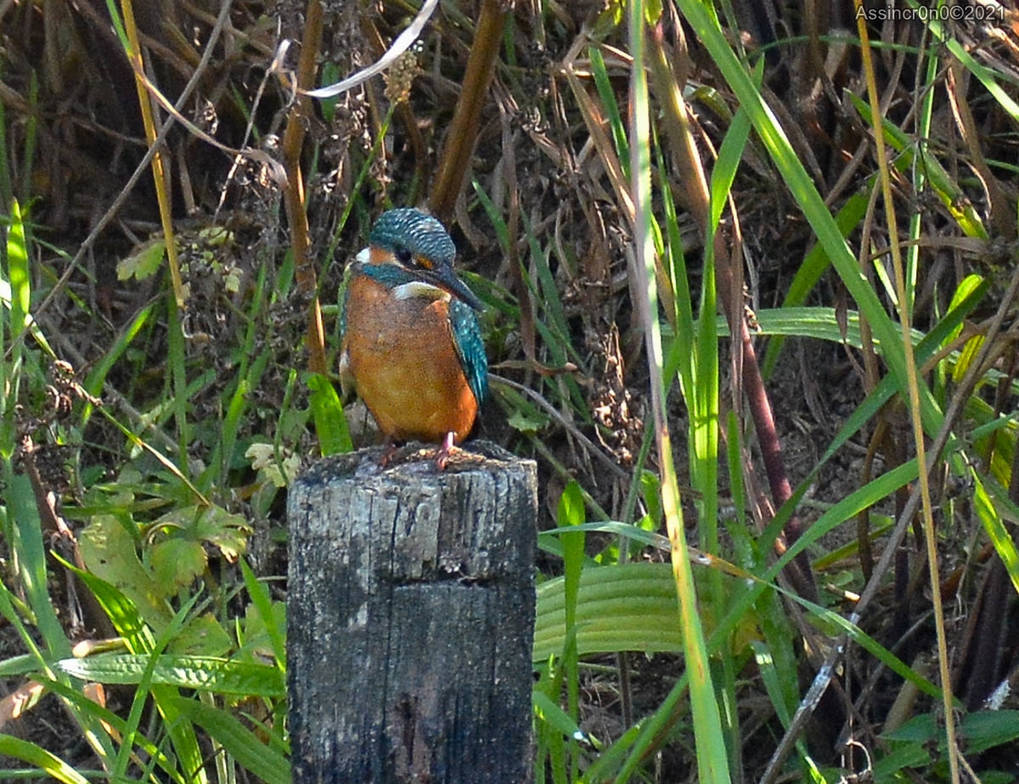 Parcimonia - 1 by assincr0n0 on DeviantArt