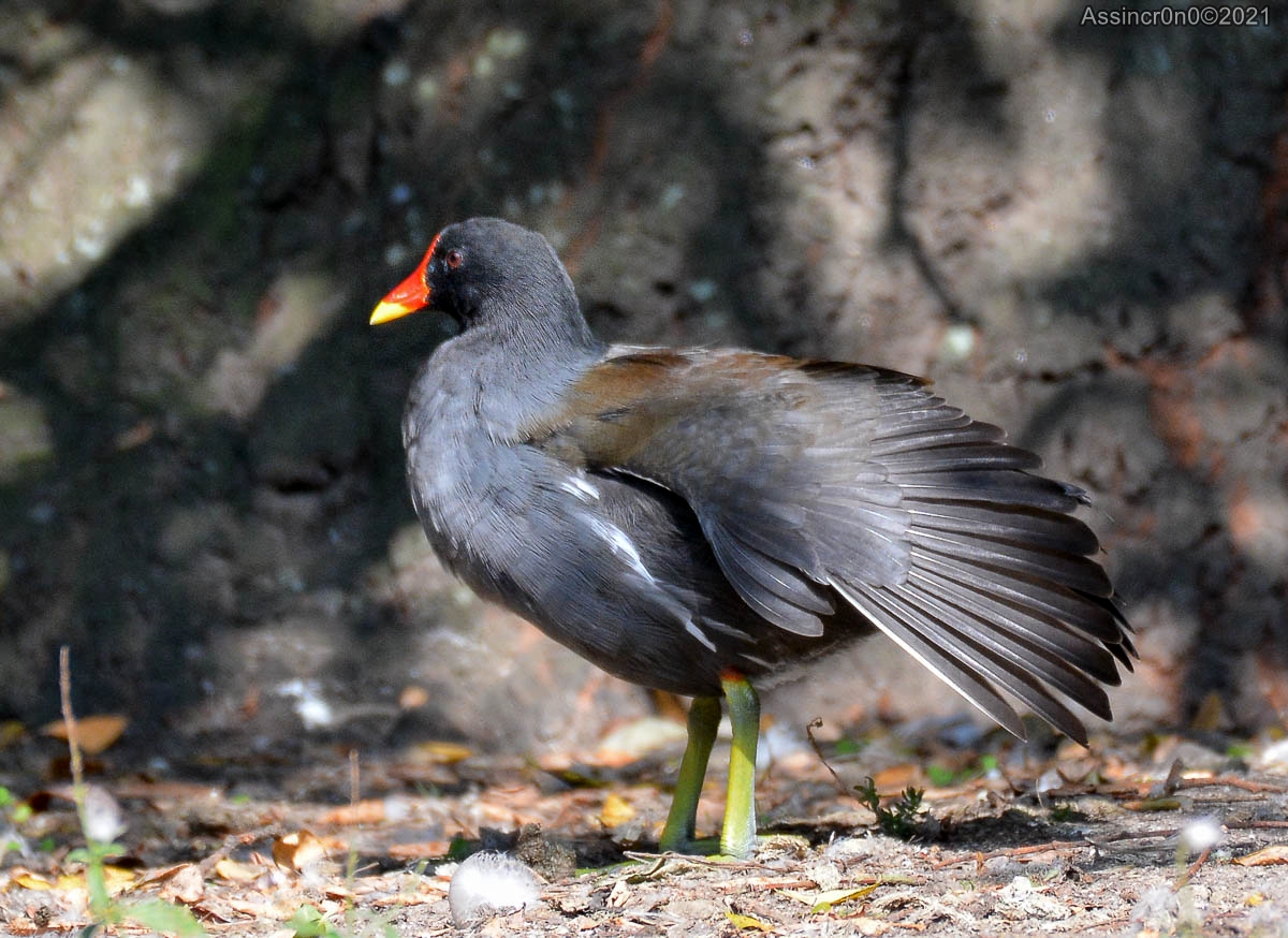 Parcimonia - 4 by assincr0n0 on DeviantArt