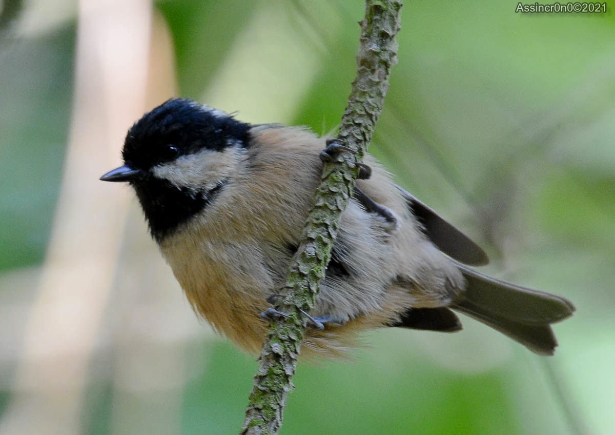 Parcimonia - 6 by assincr0n0 on DeviantArt