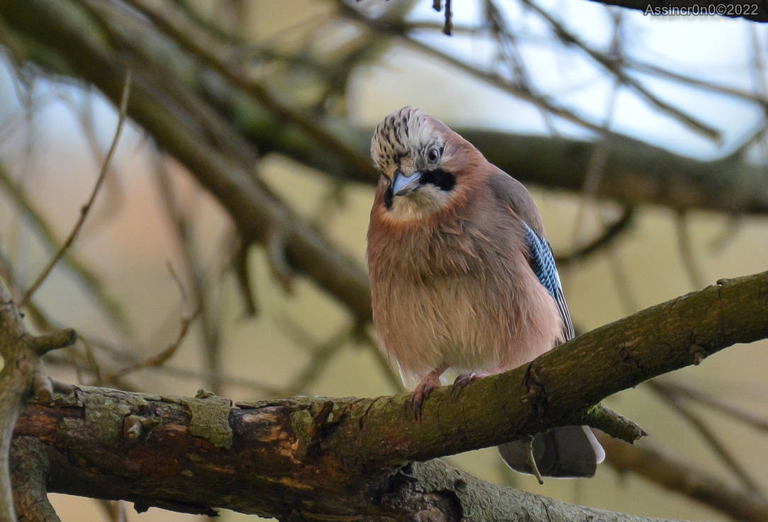 Tandar 6 by assincr0n0 on DeviantArt