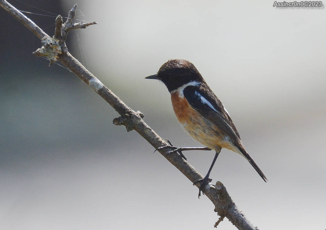 Com parcimonia - 3 by assincr0n0 on DeviantArt