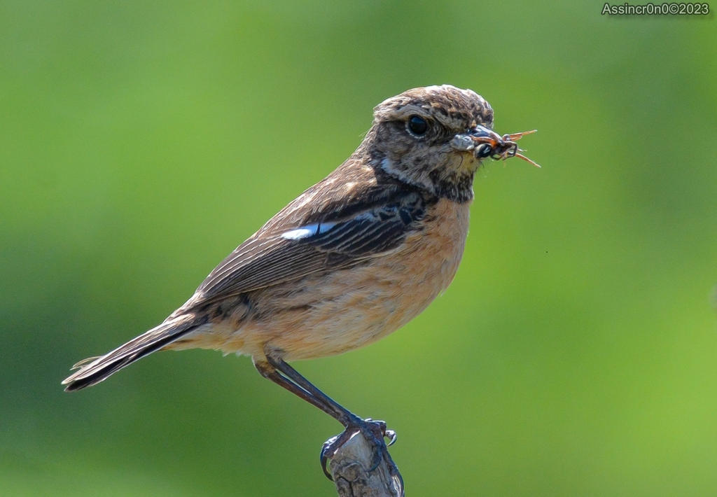 Com parcimonia - 4 by assincr0n0 on DeviantArt