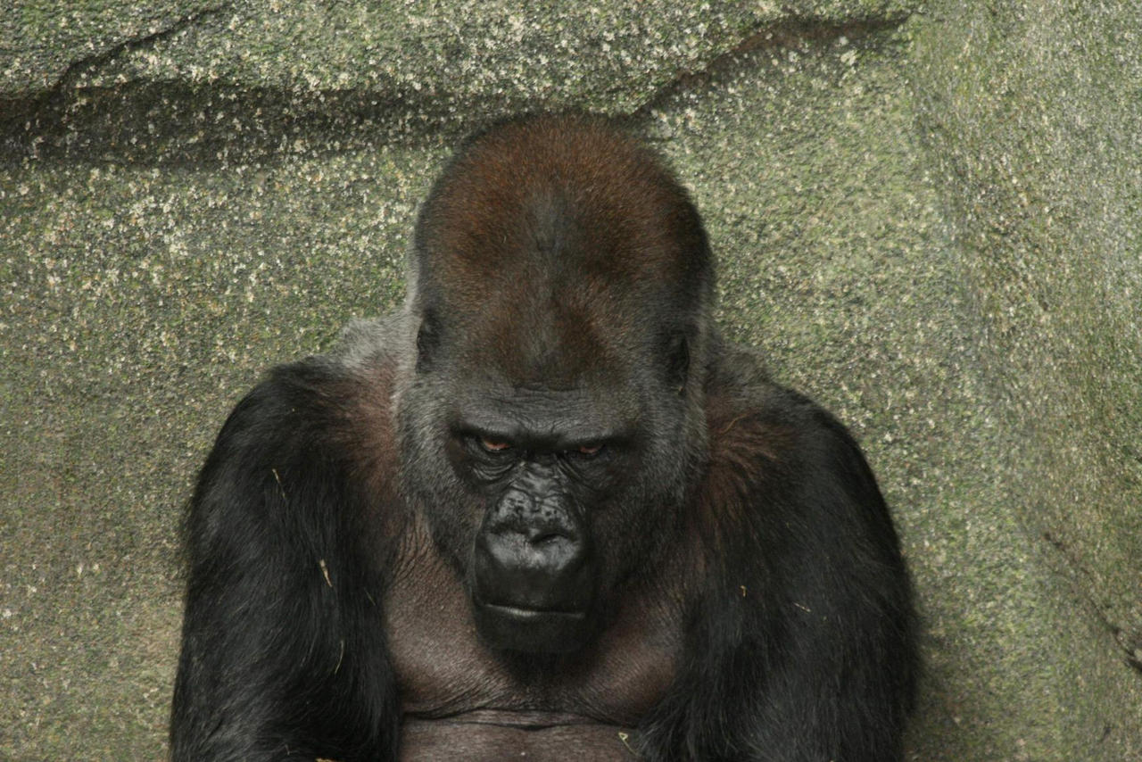 Angry Gorilla by martyf81