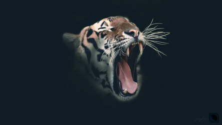 Tiger Wallpaper