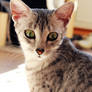 Egyptian mau Zingzo