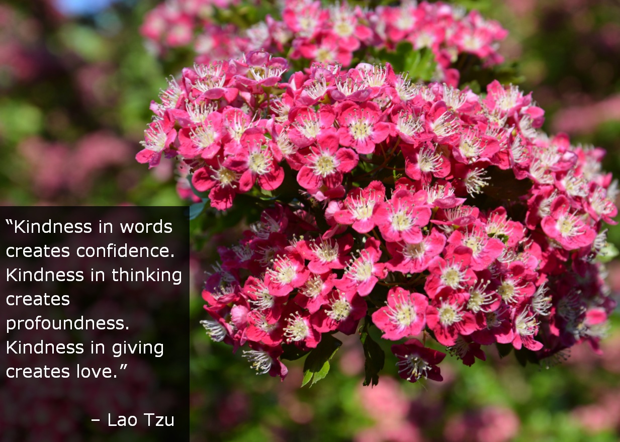 Quote on Kindness by Lao Tzu