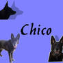 Chico