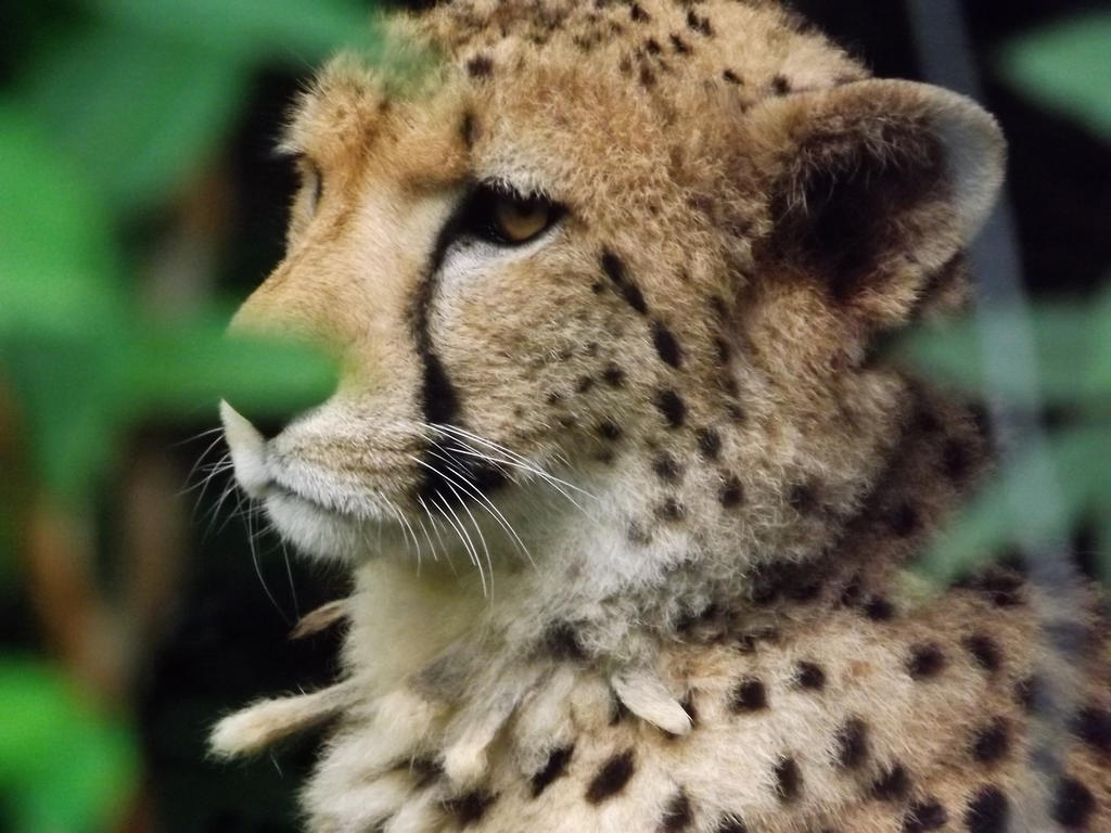 Cheetah