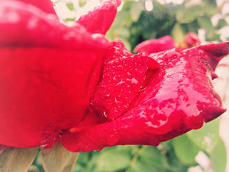 Droplets on a Rose