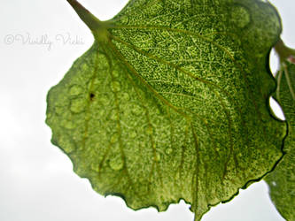 Leaf Underside