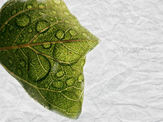 Paper Leaf