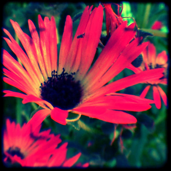 TTV Flower by smithmar01 on DeviantArt