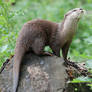 Otter..