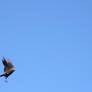 Bird in Flight