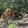 Lion Cuddle