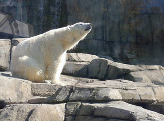 Polar Bear