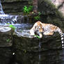 Baby Tiger with Waterfall 3