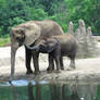 Elephants Drinking