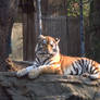 Amur Tiger on Rock