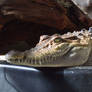 Philippine Crocodile Closeup