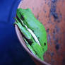 Tree Frog.c