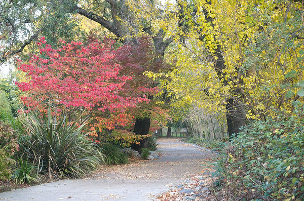 Autumn Path 1