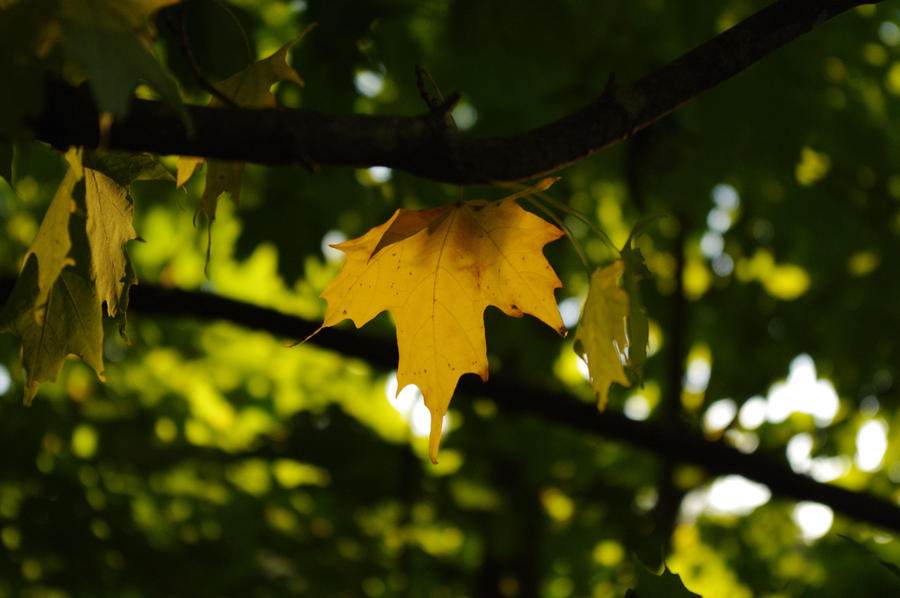 Yellow and Orange