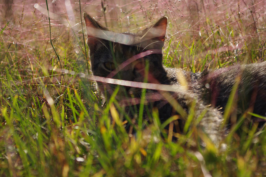 Cat In The Grass 3