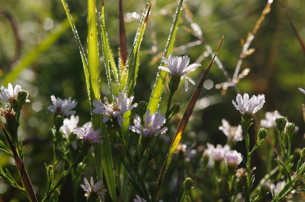 Morning Flowers 2