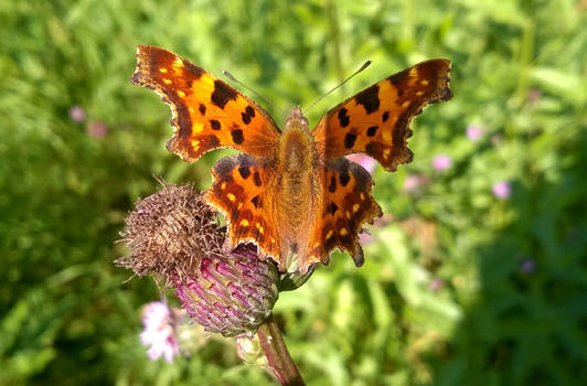 Comma Butterfly