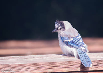 Baby Blue Jay Deep in Thought