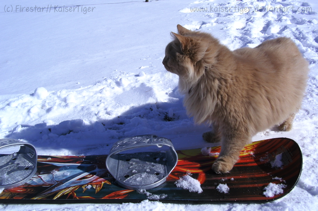 Snowbording