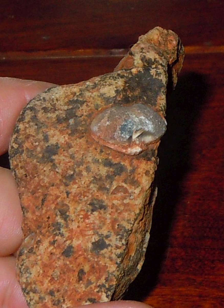 crystallized shell fossil by B0FF0 on DeviantArt