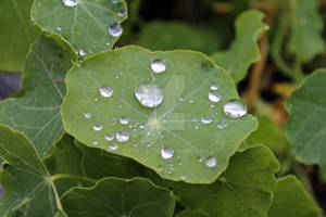 Rain in the park