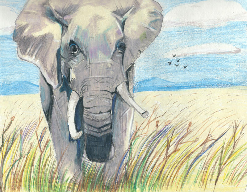 Elephant of the Savannah