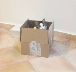 Cat in a box