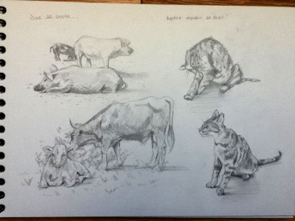 Animal sketches