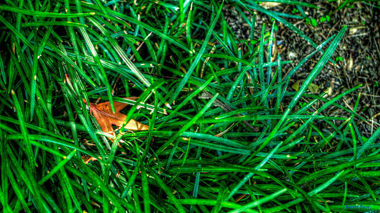 Leaf in the Grass