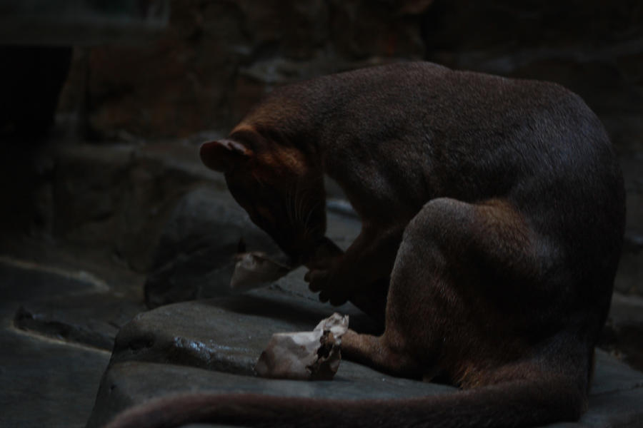 Fossa Hungry Fossa Eat by AnimeJoker on DeviantArt