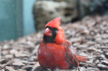 A Bird Behind the Glass