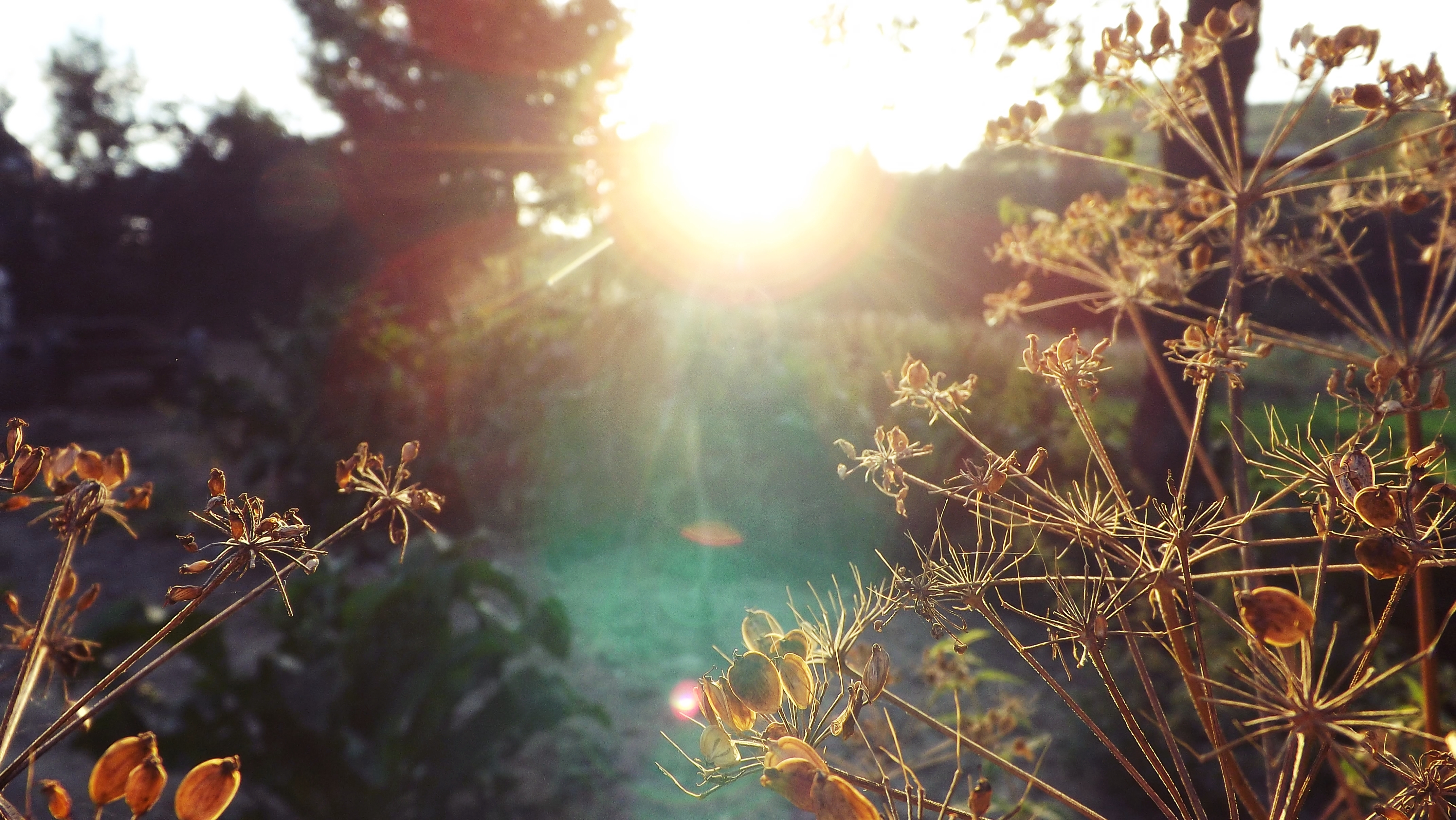 Sunny evening