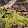 On the Forest Floor