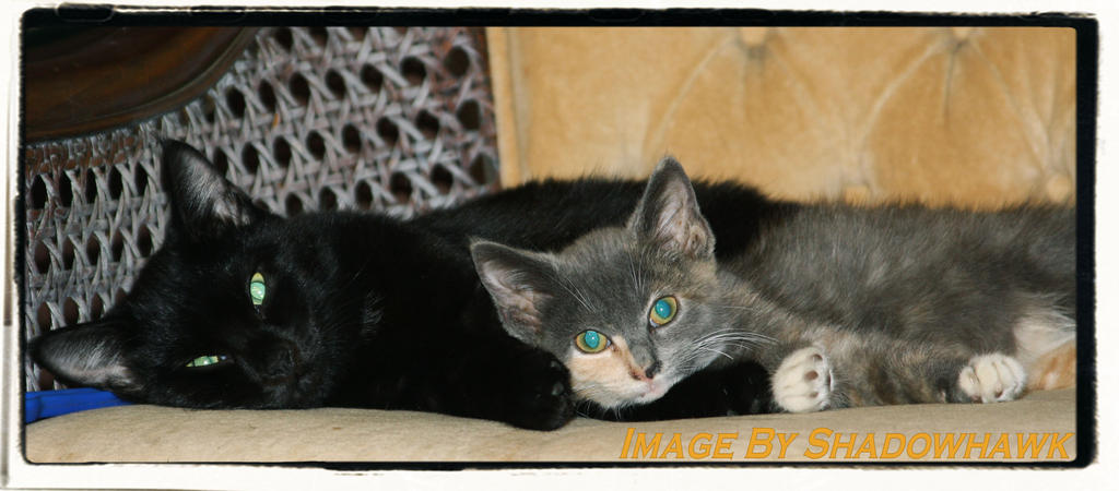 Luna and Grace 10-11-2010 by Dee-Shadowhawk9973