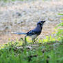 Blue Jay