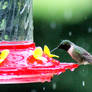 Rainy day Hummingbird